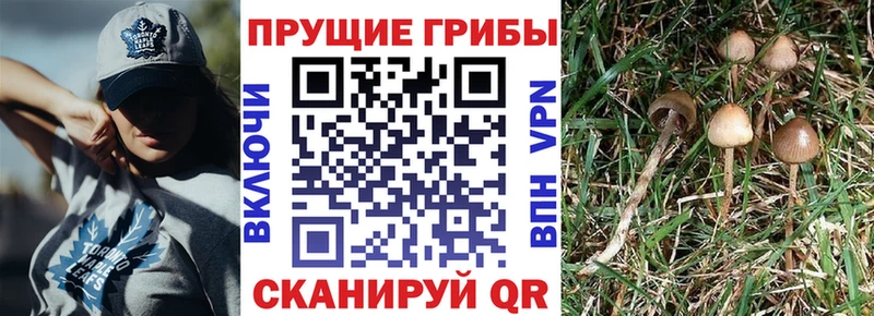 купить наркотики цена  Воронеж  Псилоцибиновые грибы Psilocybine cubensis 
